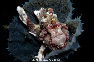 Small Warty Frogfish in a sponge by Goos Van Der Heide 
